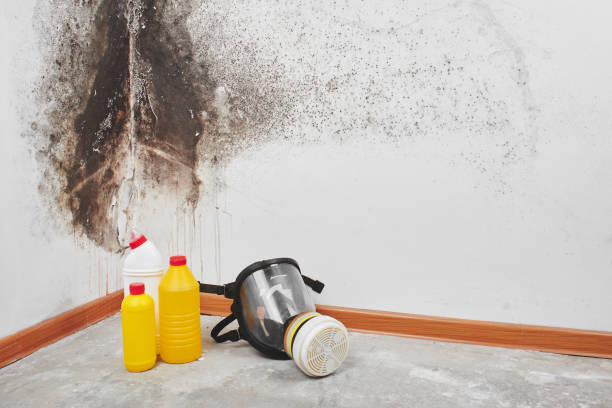 Best Certified Mold Removal  in Mission, SD