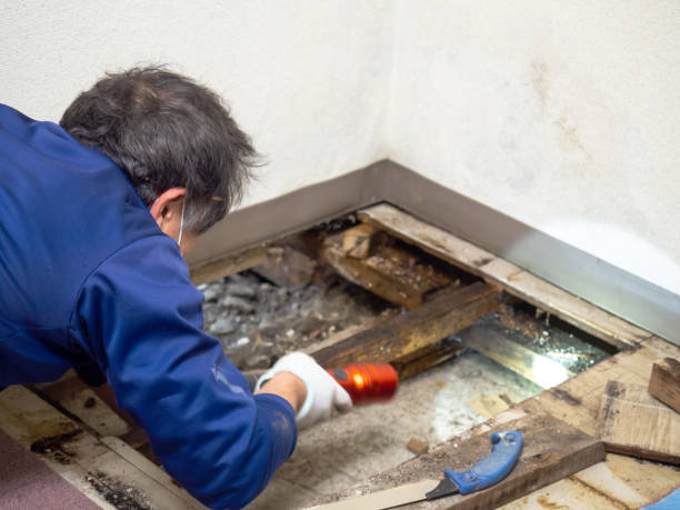 Best Mold Cleaning Services  in Mission, SD