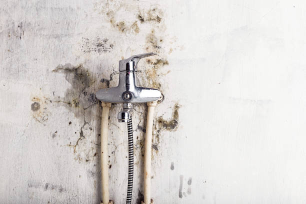 Best Mold Removal Specialists  in Mission, SD