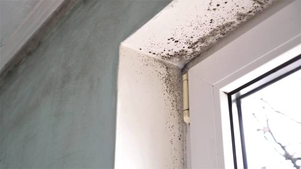 Best Mold Damage Repair  in Mission, SD