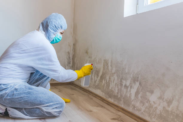 Attic Mold Removal in Mission, SD