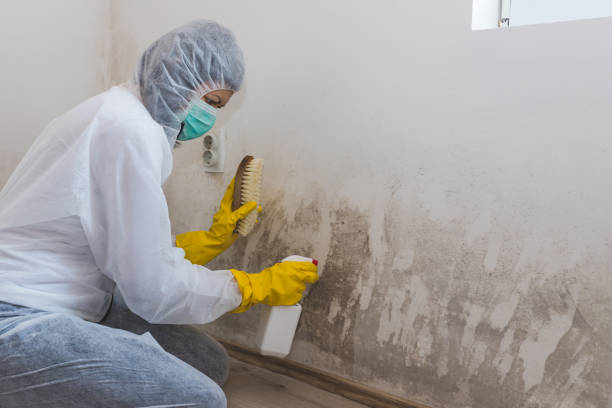 Best Fast Mold Removal  in Mission, SD