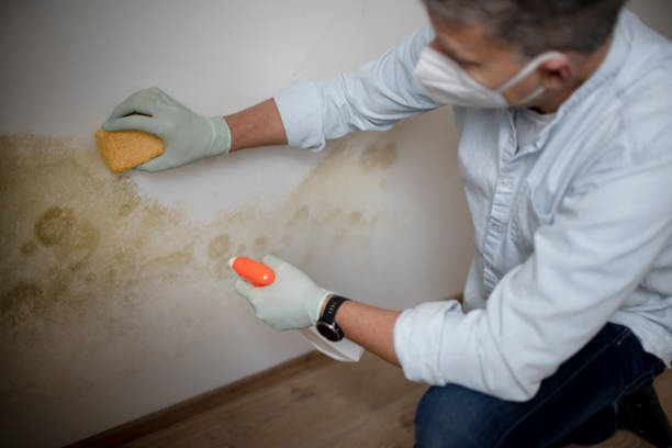 Best Home Mold Removal  in Mission, SD