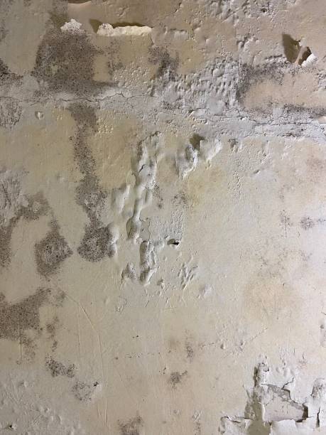 Best Local Mold Removal Service  in Mission, SD