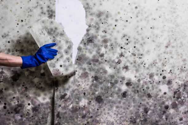 Best Toxic Mold Removal  in Mission, SD