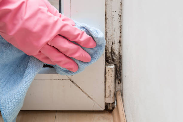 Best Mold Remediation  in Mission, SD